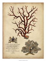 Imperial Coral IV Fine Art Print