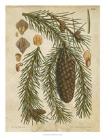 Vintage Conifers I Fine Art Print