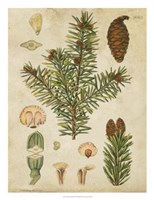 Vintage Conifers III Fine Art Print