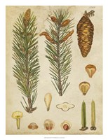 Vintage Conifers IV Fine Art Print