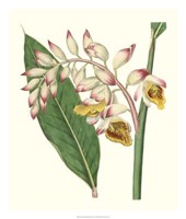 Tropical Nodding Renealmia Fine Art Print