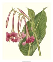 Tropical Indian Reed Fine Art Print