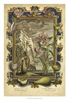 Genesis Fruits III Fine Art Print