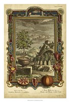 Genesis Fruits IV Fine Art Print