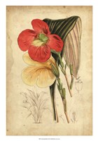 Tropical Blooms I Fine Art Print