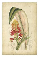 Tropical Blooms II Fine Art Print