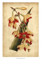 Tropical Blooms III Fine Art Print