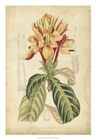 Tropical Blooms IV Fine Art Print