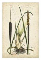 Antique Cattail I Fine Art Print