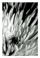 Dramatic Mum I Fine Art Print