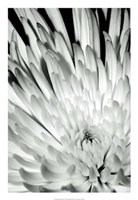 Dramatic Mum II Fine Art Print