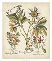 Ivory Peonies IV Fine Art Print