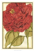 Ruby Blooms II Fine Art Print