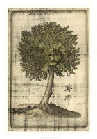 Fruitful Realm I Fine Art Print