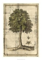 Fruitful Realm II Fine Art Print