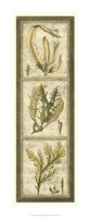 Exotic Seaweed Panel I Fine Art Print