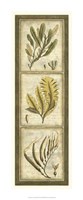 Exotic Seaweed Panel II Fine Art Print