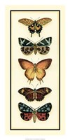 Butterfly Collector V Fine Art Print