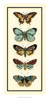 Butterfly Collector VI Fine Art Print