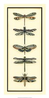 Dragonfly Collector II Framed Print