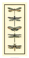 Dragonfly Collector II Framed Print