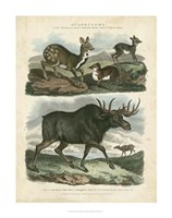 Deer & Moose Fine Art Print
