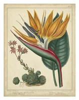 Golden Bird of Paradise Fine Art Print