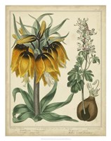 Golden Crown Imperial Fine Art Print