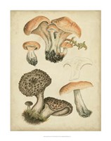 Antique Mushrooms I Fine Art Print