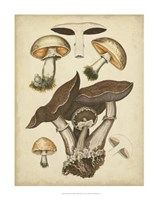 Antique Mushrooms II Framed Print