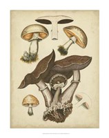 Antique Mushrooms II Fine Art Print