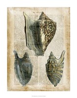 Antiquarian Seashells I Fine Art Print