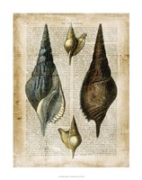 Antiquarian Seashells II Fine Art Print