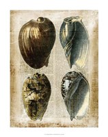 Antiquarian Seashells III Fine Art Print