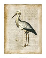 Antiquarian Birds II Fine Art Print