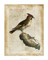 Antiquarian Birds III Fine Art Print
