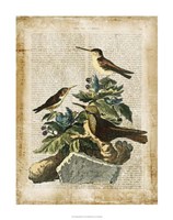 Antiquarian Birds IV Fine Art Print
