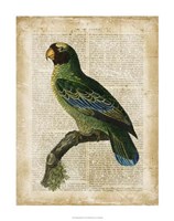 Antiquarian Birds VI Fine Art Print