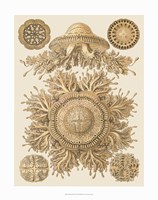 Sophisticated Sealife I Fine Art Print