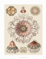 Sophisticated Sealife II Fine Art Print