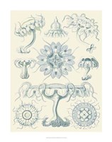 Sophisticated Sealife III Fine Art Print