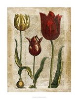 Antiquarian Tulips II Fine Art Print