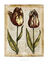 Antiquarian Tulips III Fine Art Print