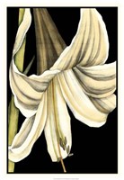 Graphic Lily IV Fine Art Print