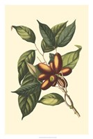 Flourishing Foliage II Fine Art Print