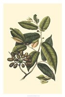 Flourishing Foliage III Fine Art Print