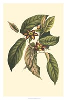 Flourishing Foliage IV Fine Art Print