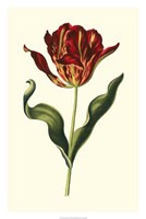 Vintage Tulips II Fine Art Print