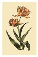 Vintage Tulips III Fine Art Print