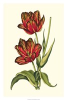 Vintage Tulips V Fine Art Print